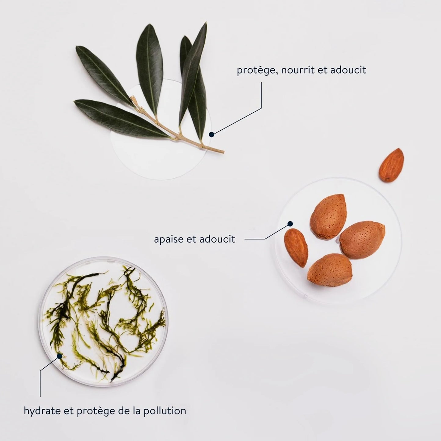 Cie Luxe Hydrating Liquid Marseille Soap 16.9 fl. oz. - Velvet Seaweed