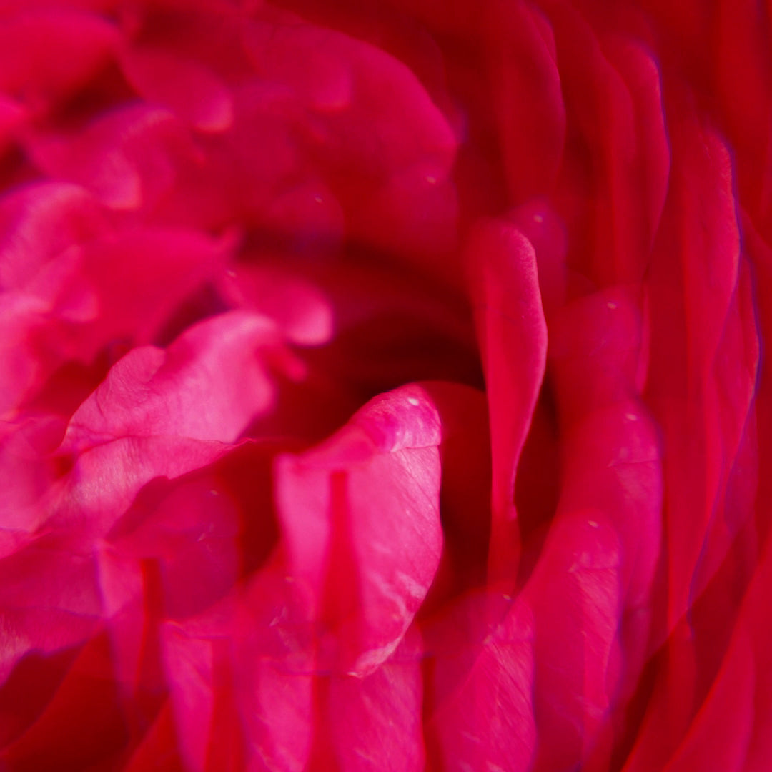 Roger & Gallet Gingembre Rouge Shower Gel 200ml