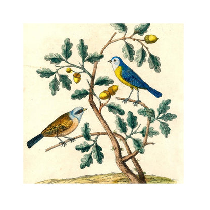 John Derian Bluebird Acorn Silk Scarf 